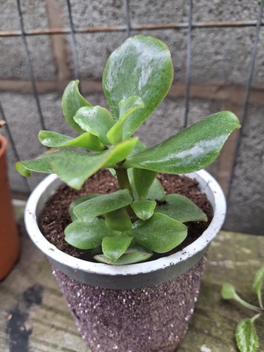 Curly crassula succulent - curly, and