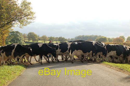 Photo 6x4 cattle - bound, the