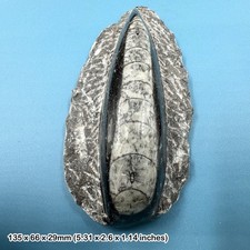 Orthoceras in black marble