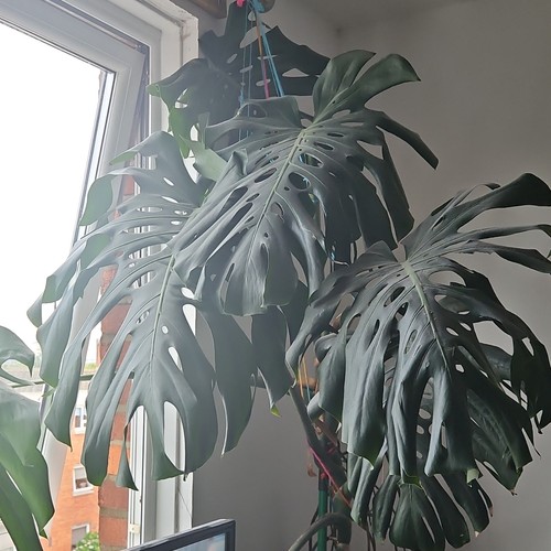 Monstera deliciosa swiss - monstera,