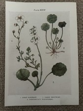 Antique Print Saxifrage Marsh