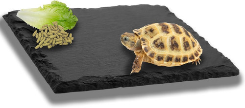 Reptile basking slate - reptile, platform