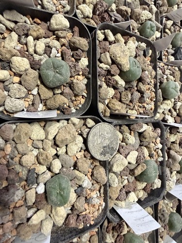 Astrophytum asteria ariocarpus - astrophytum,