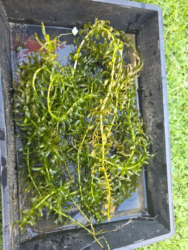 Bunch stems of - bunch, elodea