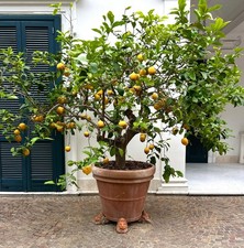 Citrus limon SORRENTO 20-30cm