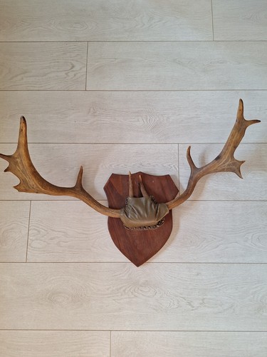 Vintage deer antlers mounted - deer,