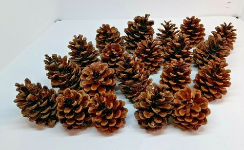 Large organic pine cones x - !,
