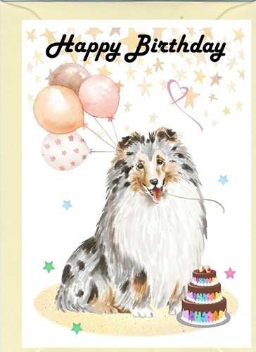 Shetland sheepdog sheltie - sheepdog,