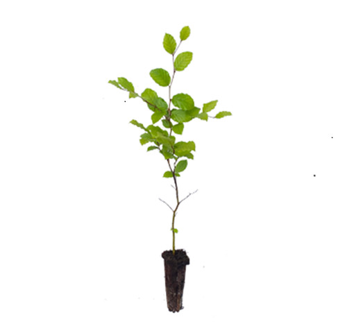 Beech trees fagus - beech,