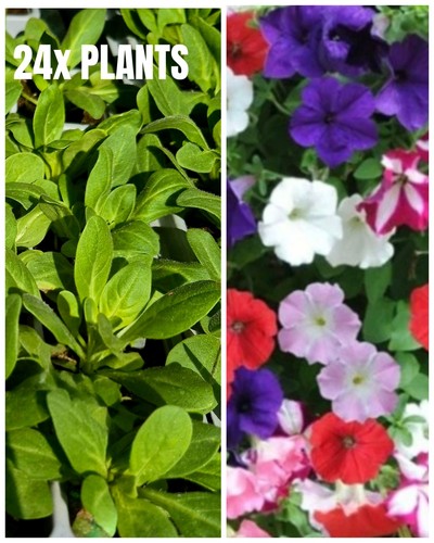 Mixed petunia pack - mixed, 24