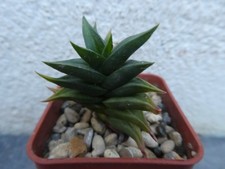 HAWORTHIA VISCOSA SPIRALIS