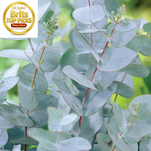 Eucalyptus tree for sale hardy - for,