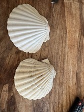 2 large Atlantic Scallop