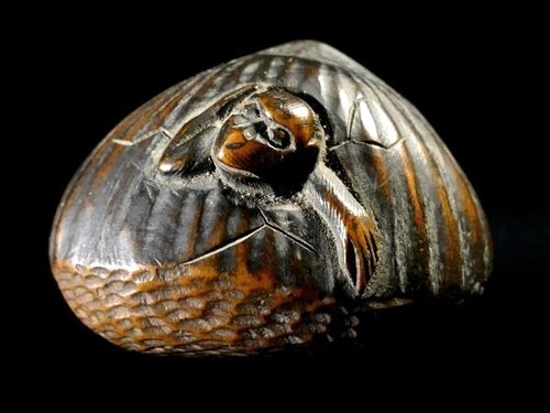 Japan antique wooden chestnut - antique,