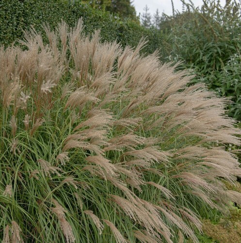 Miscanthus sinensis adagio - miscanthus, 'adagio'