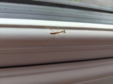 Praying Mantis 1  Haribo