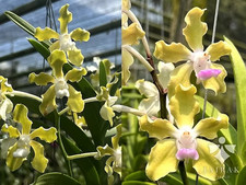 Rare Vanda tesellata semi x alba orchid plant  FS , not in bloom