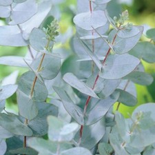 EUCALYPTUS  Ginnii EVRGREEN established medicinal tree  in 2/3 litre pot