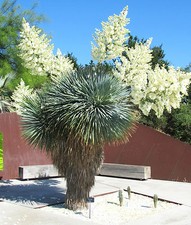 YUCCA ROSTRATA, rare beaked Big Bend agave garden aloe tree like seed 50 SEEDS