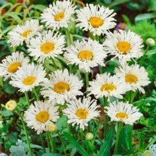 Leucanthemum  Crazy Daisy  