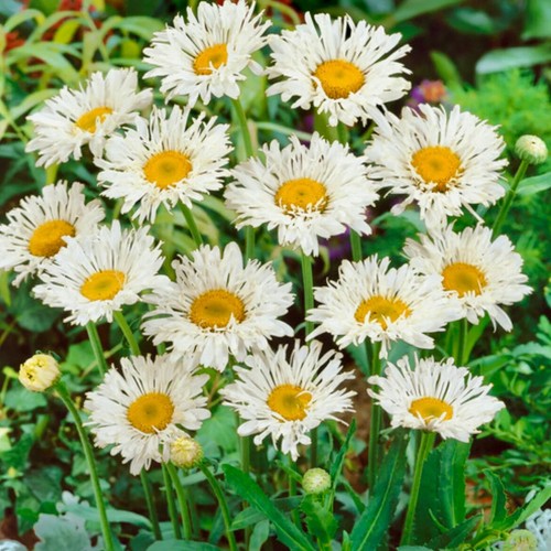Leucanthemum crazy daisy plug - leucanthemum,