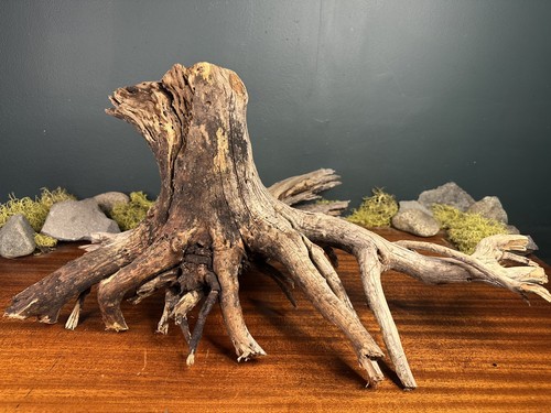 Manzanita driftwood - 24”,