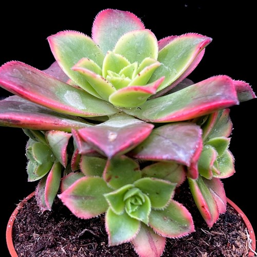Aeonium haworthii kiwi - aeonium, 'kiwi'