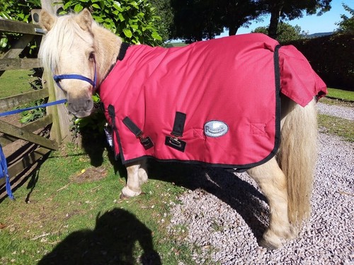 Middleweight shetland foal - middleweight, shetland/foal