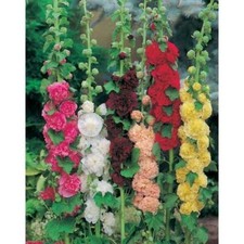 Pack x6 Hollyhock 'Chater's