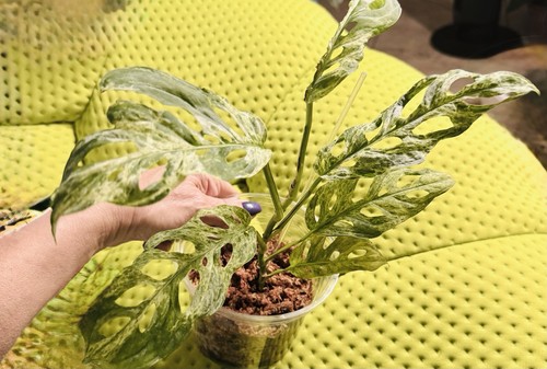 Rare monstera adansonii - rare,