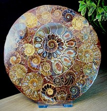 Large 11cm High Quality Lovely Crystal Fossil Disc 416 Million Year Old Ammonite