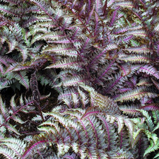Athyrium niponicum metallicum