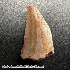 GENUINE Raptor Dinosaur Tooth
