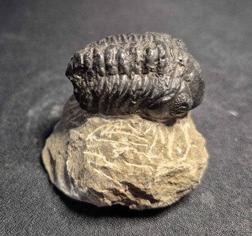 62mm morocops trilobite - morocops,