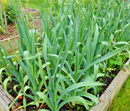 Leek starts plants - starts,