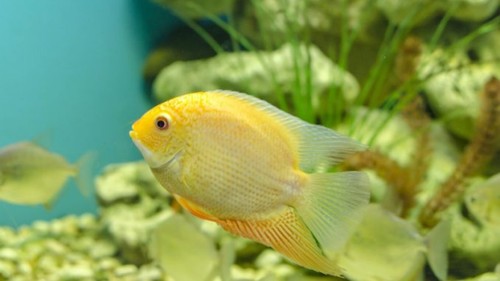Pack gold severum cichlid - severum,