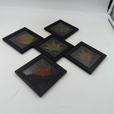 Leaf Lines Etched Single Real Leaf Coasters Set Of 5, Booker Morey