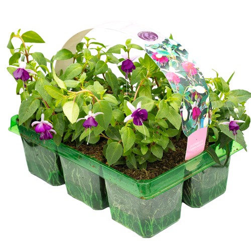 Basket plants fuchsia - basket,
