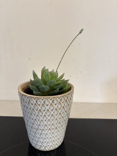 Haworthia cymbiformis south - cymbiformis,