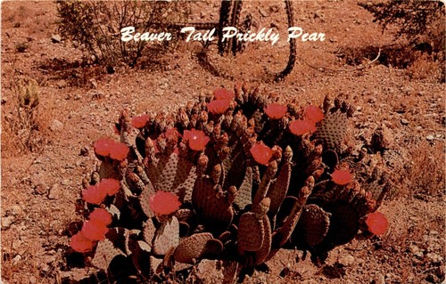 Beaver tail prickly pear - beaver,