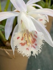 Pleione (Himalayan/Windowsill