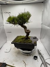 Japanese  Pine Bonsai (Newly repotted soil mixture of sand and gravel) 