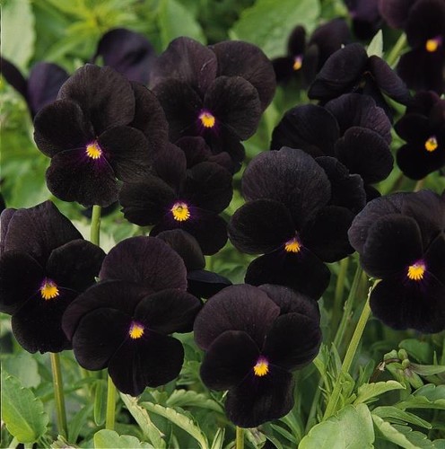 Small viola sorbet black - 40,
