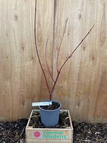 Siberian dogwood cornus - cornus, alba