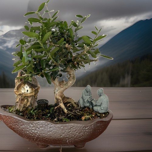 Mediterranean olive bonsai - mediterranean,