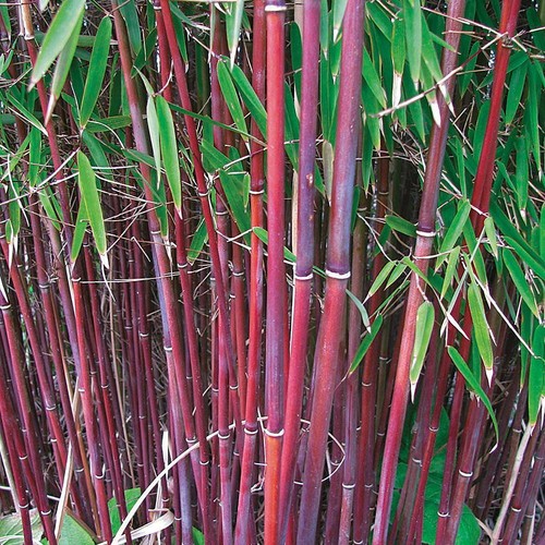 Umbrella bamboo plant red - plant,