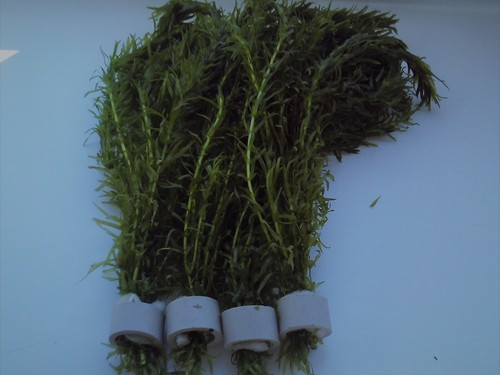 Bunches egeria densa elodea - egeria,