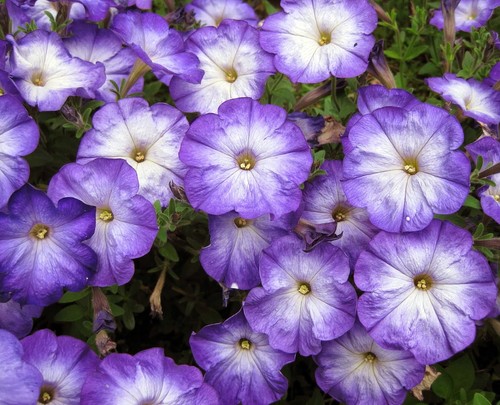 Merlin blue moon petunia - merlin,