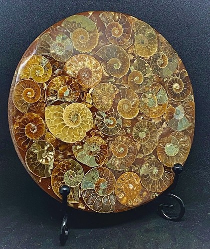 11cm large fossil disc with - disc,