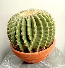 Echinocactus grusonii nudum